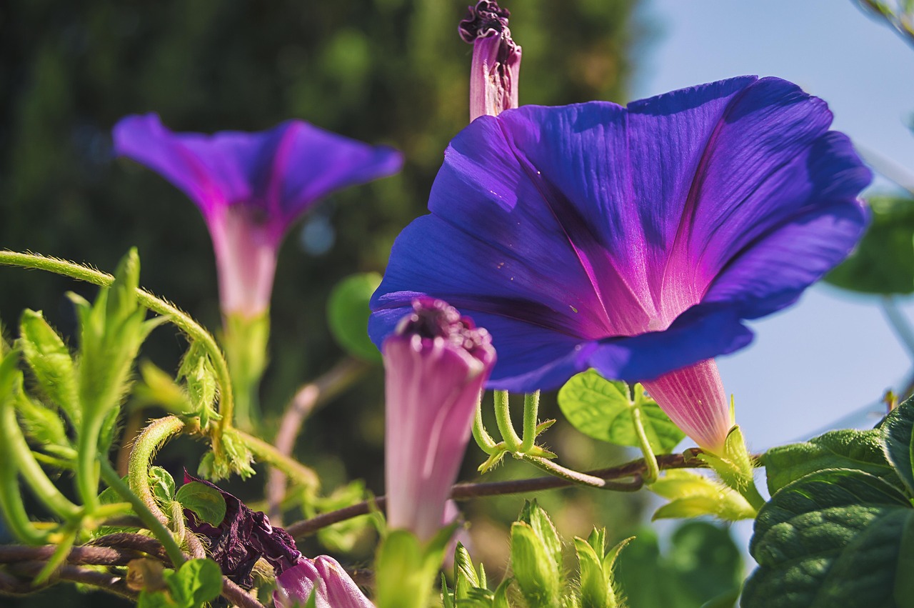 Morning Glory Flower [Original Design]